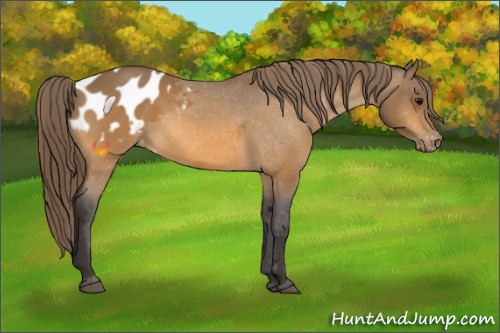 Horse Color:Buckskin Appaloosa 