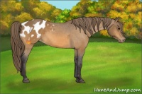 Horse Color:Buckskin Appaloosa 