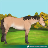 Horse Color:Bay Dun