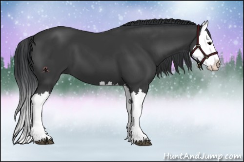 Horse Color:Black Splash 