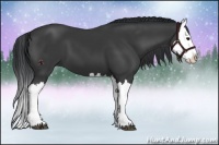 Horse Color:Black Splash 