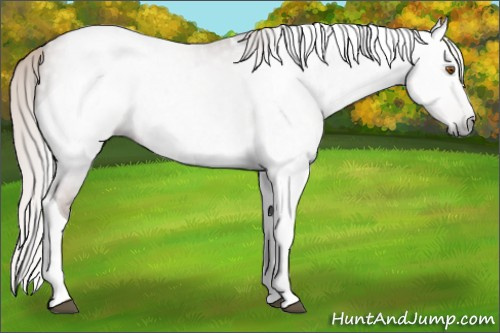 Horse Color:Gray Silver Black Pearl Tobiano 