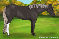 Horse Color:Gray Silver Black 