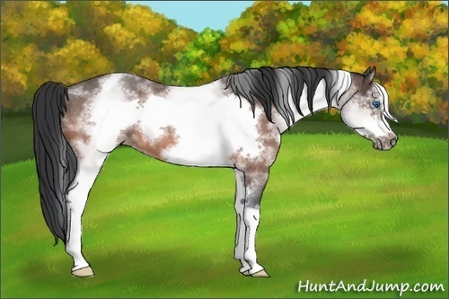 Horse Color:White Spotted Bay Roan Frame 