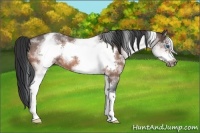Horse Color:White Spotted Bay Roan Frame 
