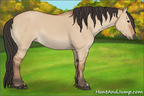 Horse Color:Bay Dun