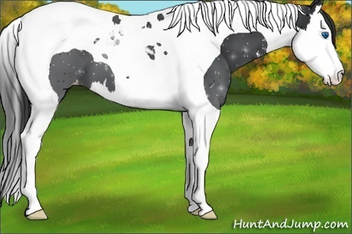 Horse Color:Black Splash Tobiano Appaloosa 