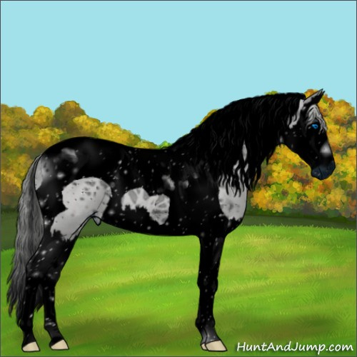 Horse Color:ERROR: UNKNOWN ANOMALY