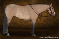 Horse Color:Brown Dun Rabicano  and Bay Dun Rabicano 