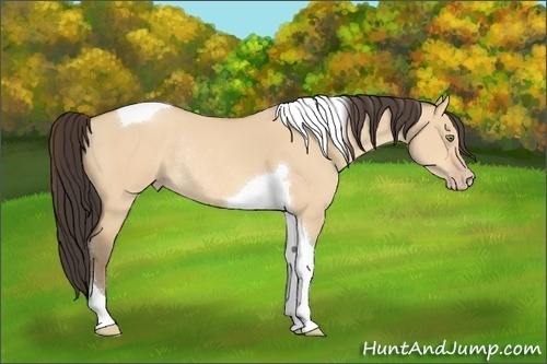 Horse Color:Amber Champagne Dun Tobiano Rabicano 