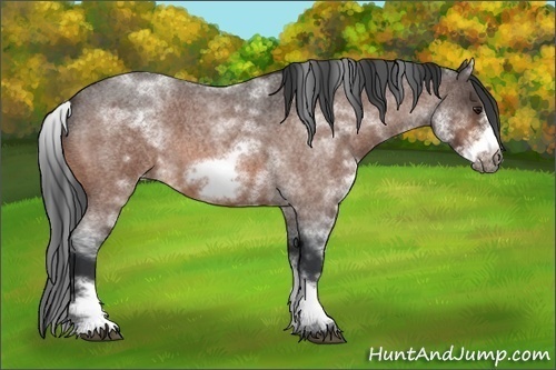 Horse Color:White Spotted Brown Roan Frame