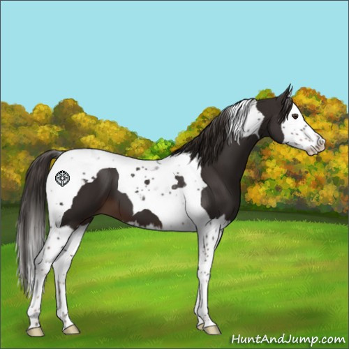 Horse Color:Liver Chestnut Splash Tobiano