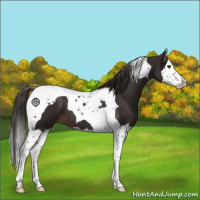Horse Color:Liver Chestnut Splash Tobiano 