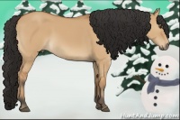Horse Color:Bay Dun 