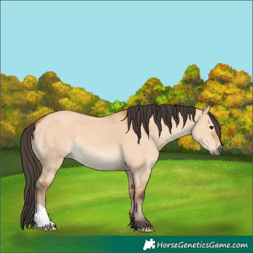 Horse Color:Bay Dun