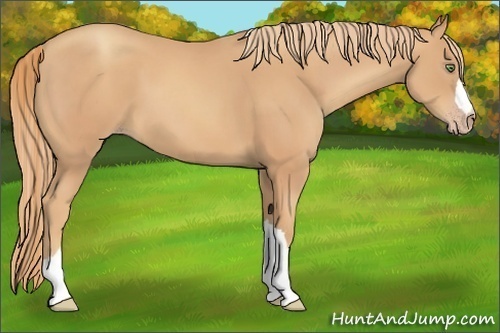 Horse Color:Gold Champagne 