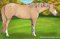 Horse Color:Gold Champagne 