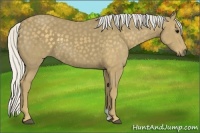 Horse Color:Silver Smoky Black