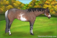 Horse Color:White Spotted Bay Roan Frame 