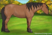 Horse Color:Bay Roan 