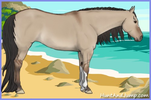 Horse Color:Bay Dun