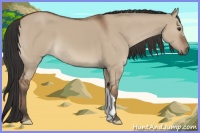 Horse Color:Bay Dun