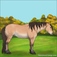 Horse Color:Bay Dun 