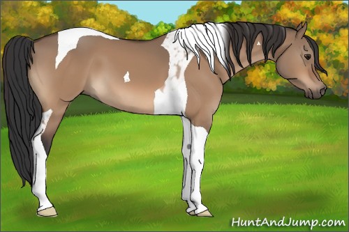 Horse Color:Brown Dun Tobiano 