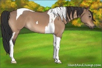 Horse Color:Brown Dun Tobiano 