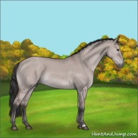 Horse Color:Platinum Bay Dun 