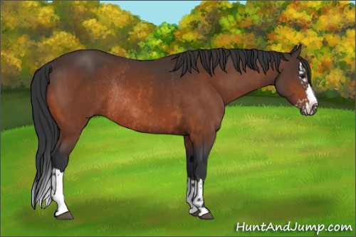 Horse Color:Brown Rabicano and Brown Splash Rabicano