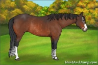 Horse Color:Brown Rabicano  and Brown Splash Rabicano 