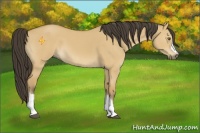 Horse Color:Buckskin Dun 