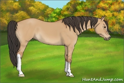 Horse Color:Bay Dun 