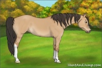 Horse Color:Bay Dun 