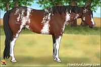 Horse Color:White Spotted Bay 