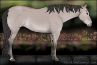 Horse Color:Platinum Bay Dun 