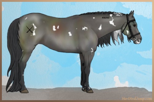 Horse Color:White Spotted Black 