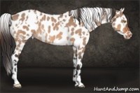 Horse Color:White Spotted Bay Dun Appaloosa Rabicano