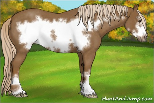 Horse Color:Chocolate Palomino Roan Sabino Frame 