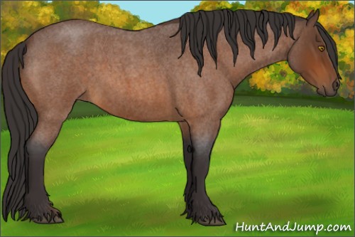 Horse Color:Buckskin Roan 