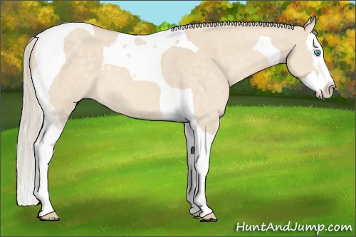 Horse Color:Cremello Dun Sabino Splash Tobiano