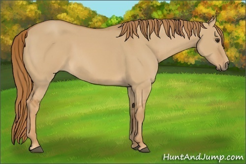 Horse Color:Red Dun 