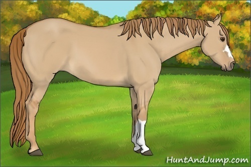 Horse Color:Red Dun 