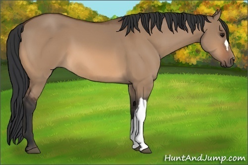 Horse Color:Bay Dun 