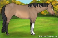 Horse Color:Bay Dun 