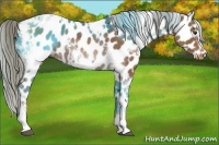 Horse Color:White Spotted Chestnut Leopard Rabicano 