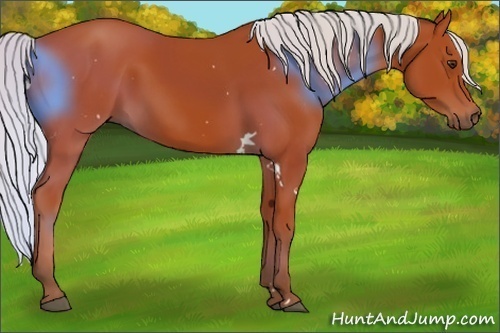Horse Color:White Spotted Silver Bay Rabicano 
