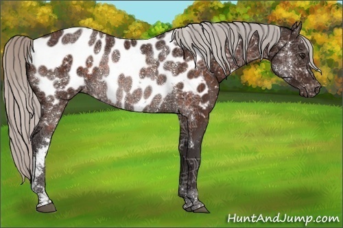 Horse Color:Silver Brown Appaloosa Rabicano 