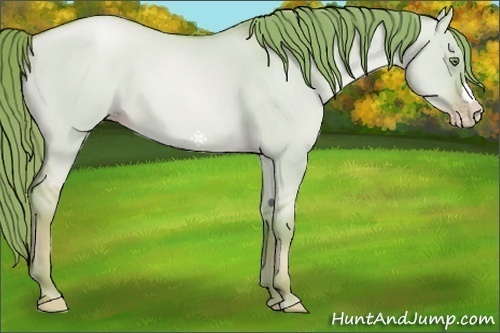 Horse Color:Watercolor Gold Champagne Dun 
